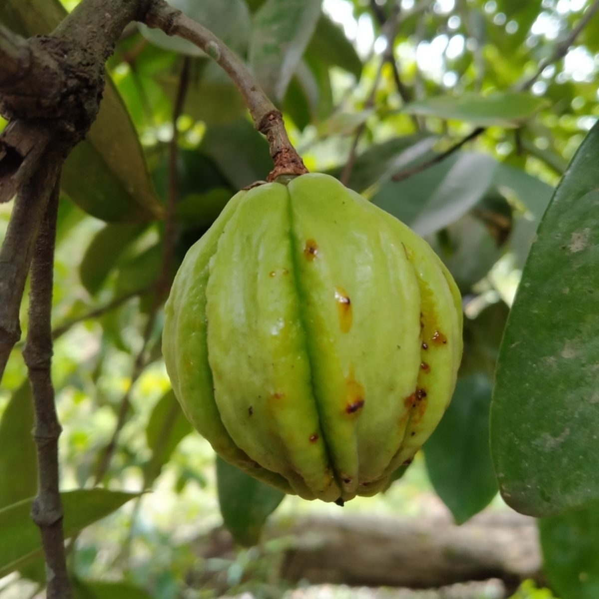 Garcinia gummi-gutta - Garcinia cambogia, Malabar Tamarind, Brindle Berry, Pot Tamarind - Image 4