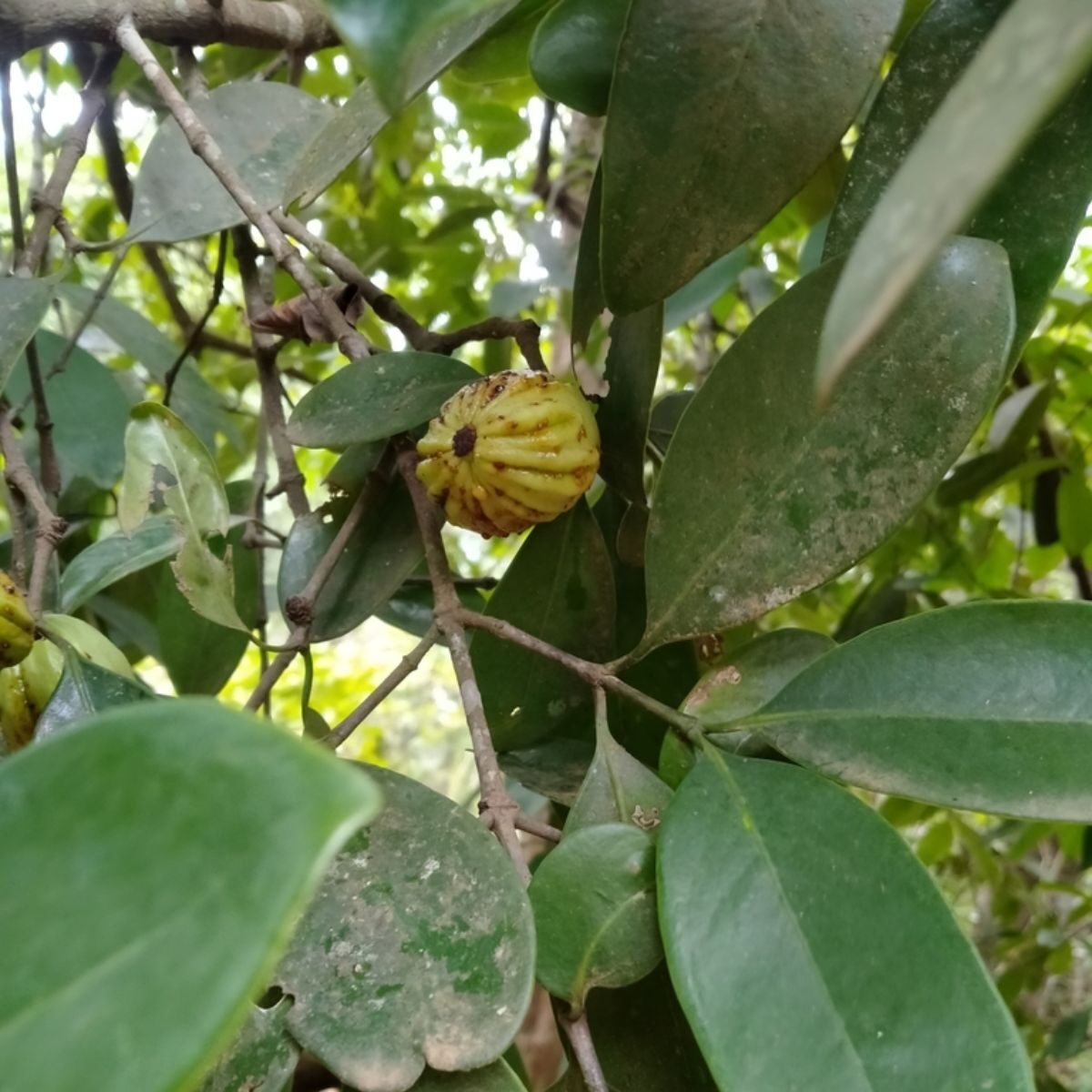 Garcinia gummi-gutta - Garcinia cambogia, Malabar Tamarind, Brindle Berry, Pot Tamarind - Image 5