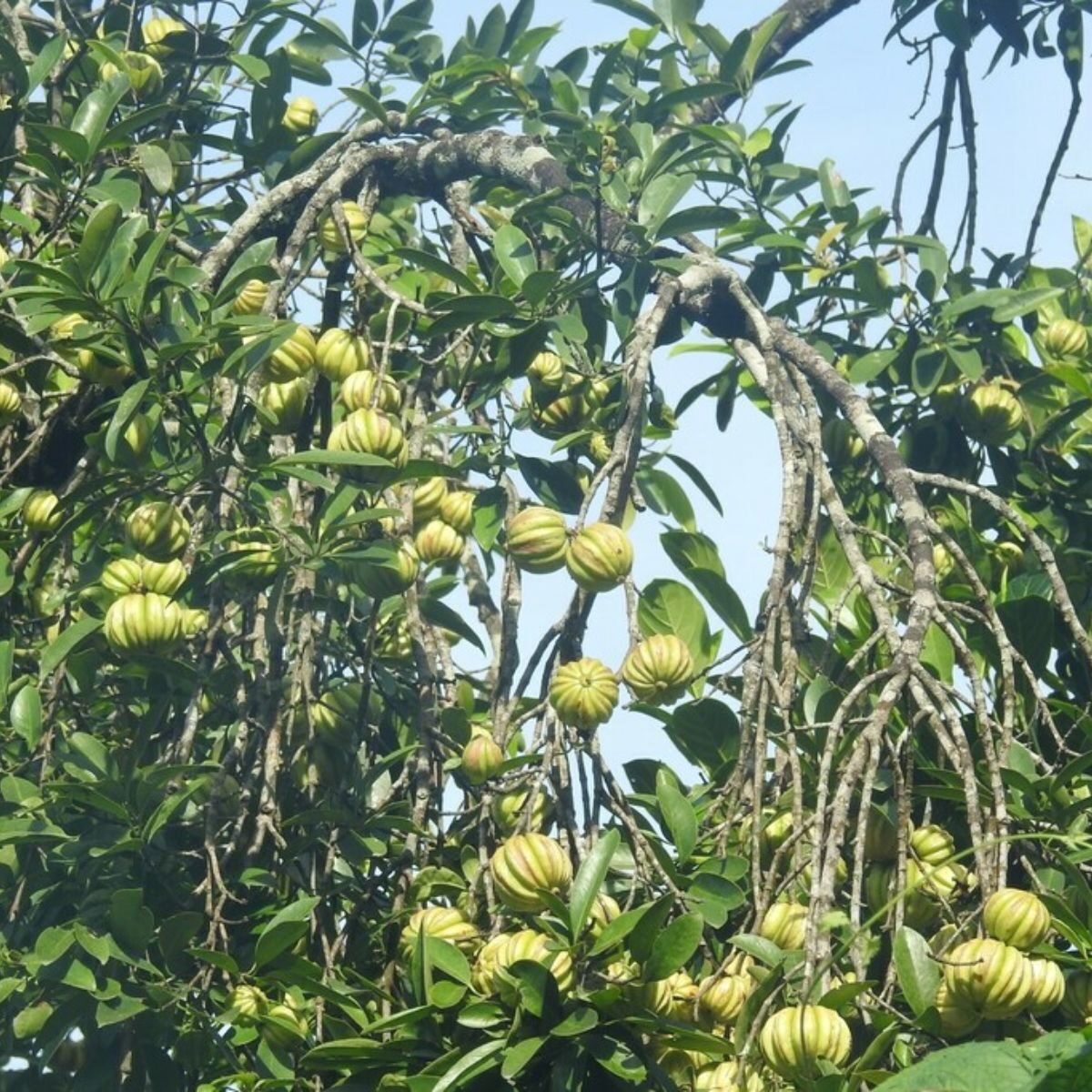 Garcinia gummi-gutta - Garcinia cambogia, Malabar Tamarind, Brindle Berry, Pot Tamarind - Image 7