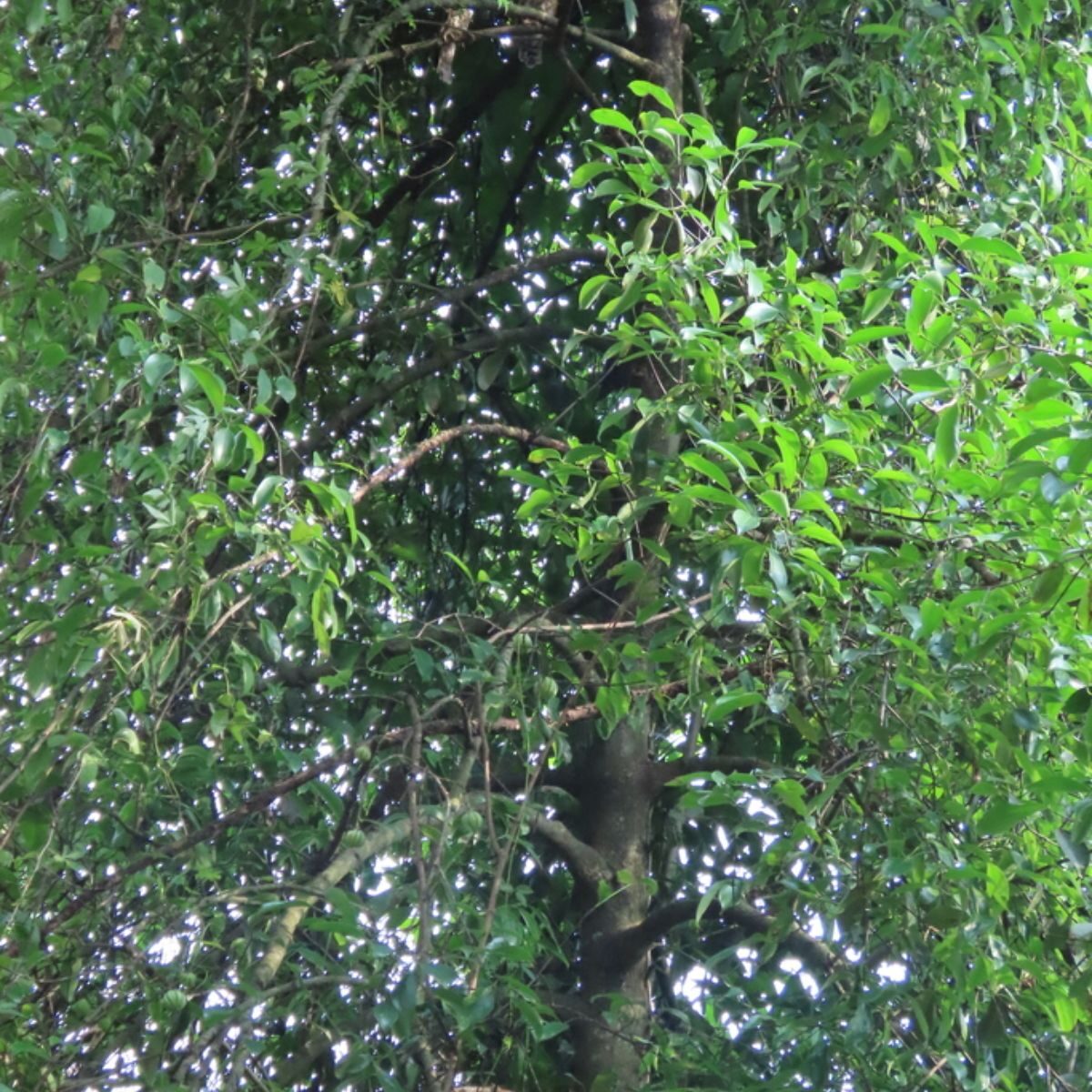 Garcinia gummi-gutta - Garcinia cambogia, Malabar Tamarind, Brindle Berry, Pot Tamarind - Image 8