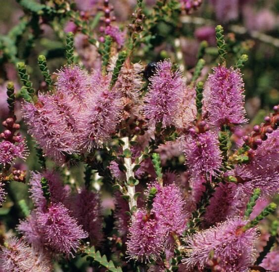 Melaleuca gibbosa - Honey short hill, slender honey myrtle, slim honey myrtle, small leaf paperbark