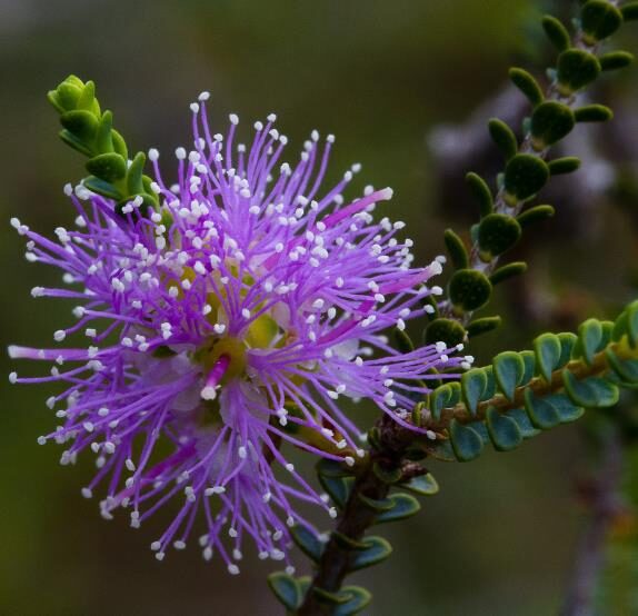 Melaleuca gibbosa - Honey short hill, slender honey myrtle, slim honey myrtle, small leaf paperbark - Image 4