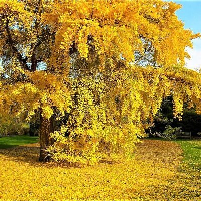 Ginkgo biloba - Ginkgo, Maidenhair Tree, Sacred Tree, Live Fossil