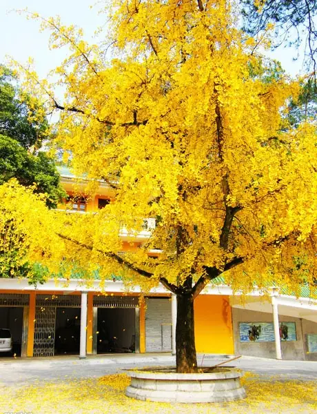 Ginkgo biloba - Ginkgo, Maidenhair Tree, Sacred Tree, Live Fossil - Image 3