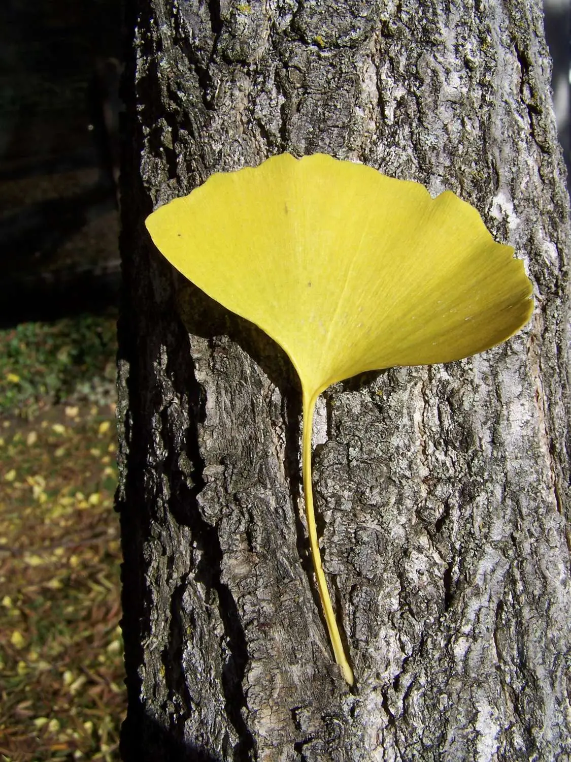 Ginkgo biloba - Ginkgo, Maidenhair Tree, Sacred Tree, Live Fossil - Image 4