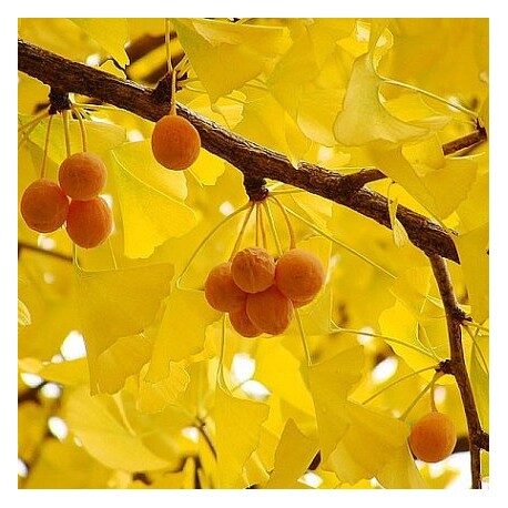 Ginkgo biloba - Ginkgo, Maidenhair Tree, Sacred Tree, Live Fossil - Image 5