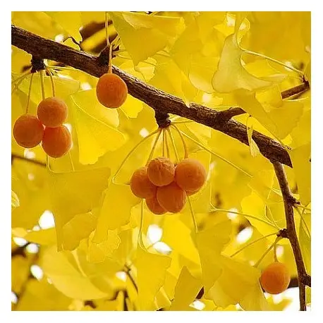 Ginkgo biloba - Ginkgo, Maidenhair Tree, Sacred Tree, Live Fossil - Image 5