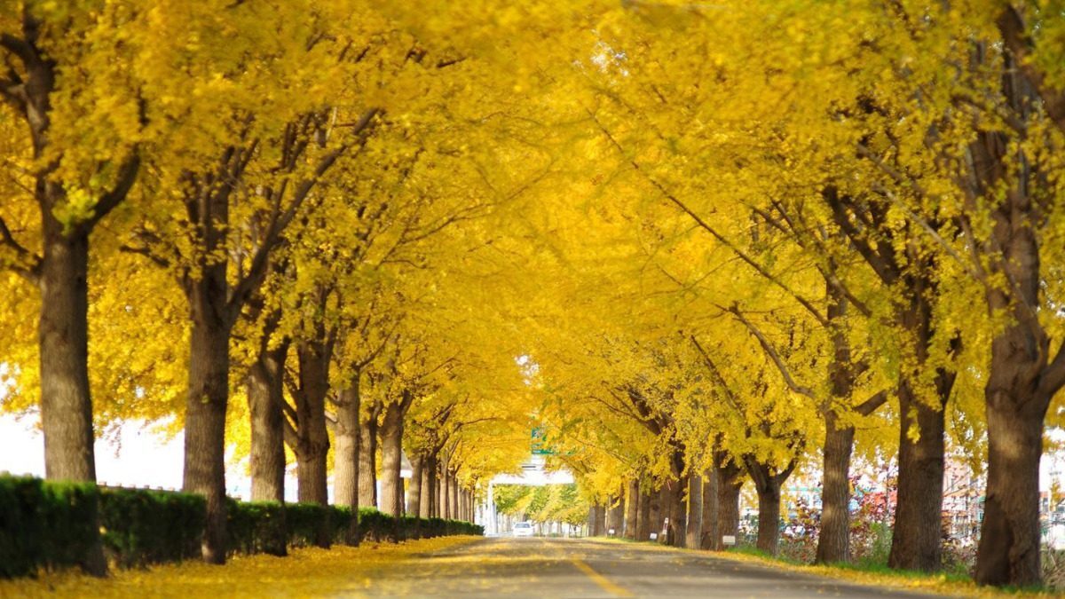 Ginkgo biloba - Ginkgo, Maidenhair Tree, Sacred Tree, Live Fossil - Image 6