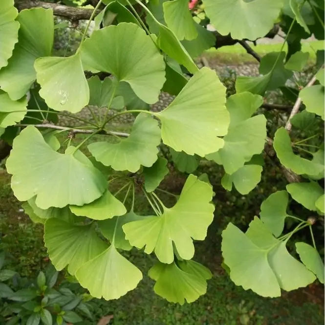 Ginkgo biloba - Ginkgo, Maidenhair Tree, Sacred Tree, Live Fossil - Image 7