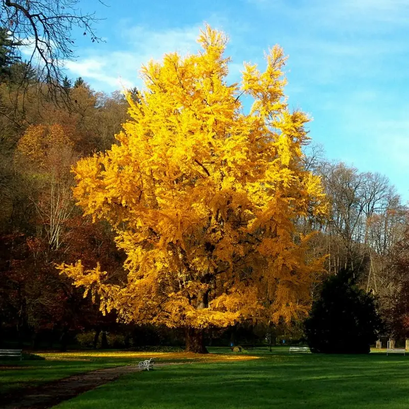Ginkgo biloba - Ginkgo, Maidenhair Tree, Sacred Tree, Live Fossil - Image 8