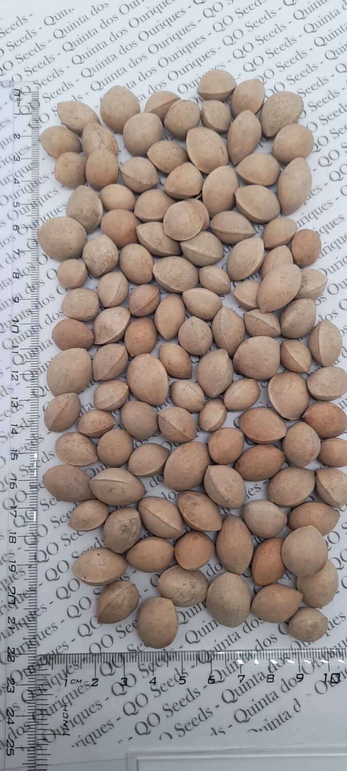 Ginkgo biloba - Ginkgo, Maidenhair Tree, Sacred Tree, Live Fossil - Image 10