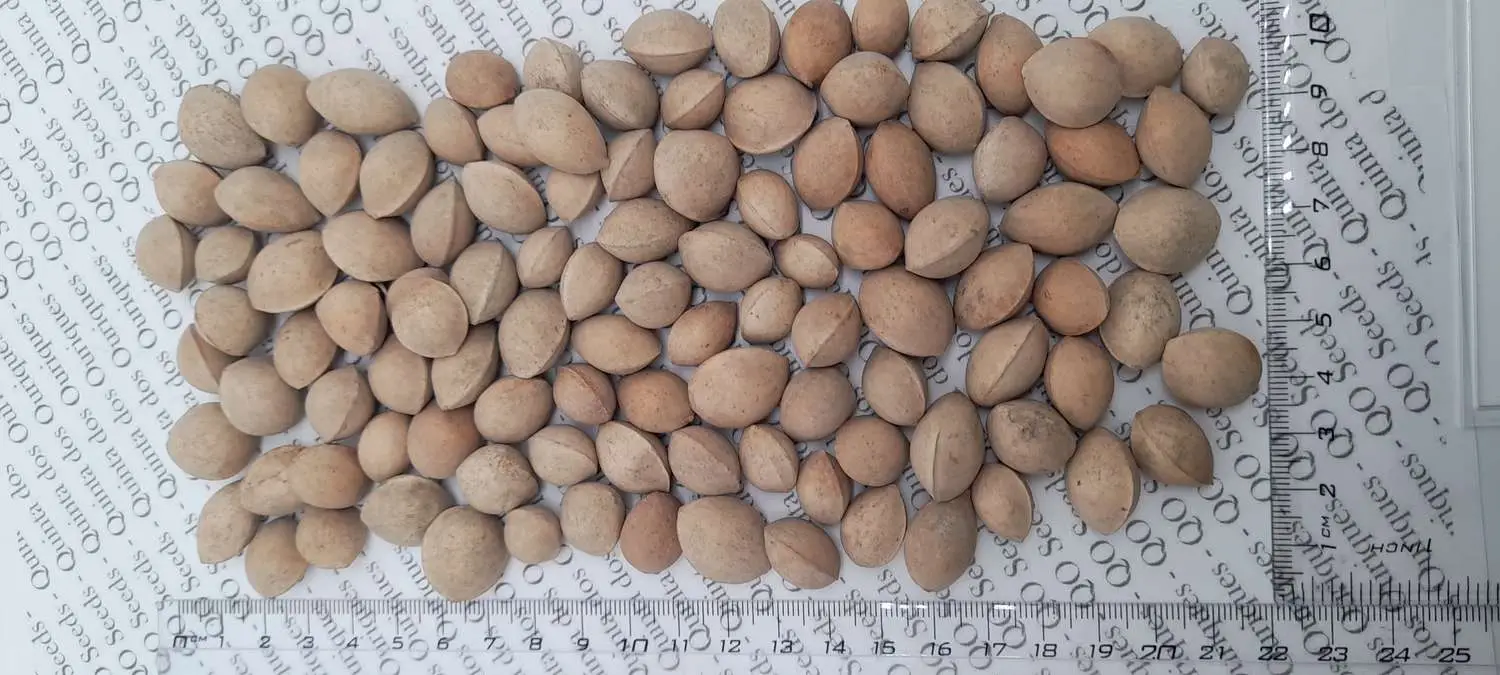 Ginkgo biloba - Ginkgo, Maidenhair Tree, Sacred Tree, Live Fossil - Image 10