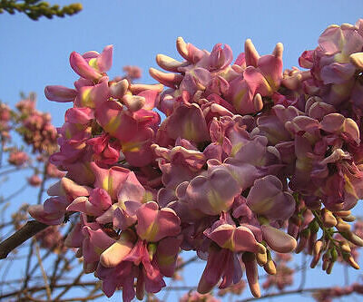 Gliricidia sepium - Quickstick