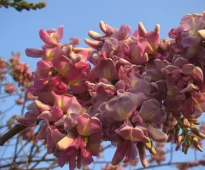 Gliricidia sepium - Quickstick