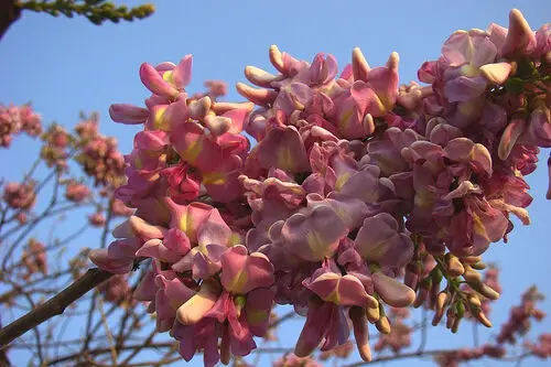 Gliricidia sepium - Quickstick