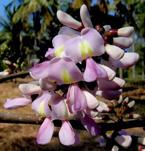 Gliricidia sepium - Quickstick - Image 2