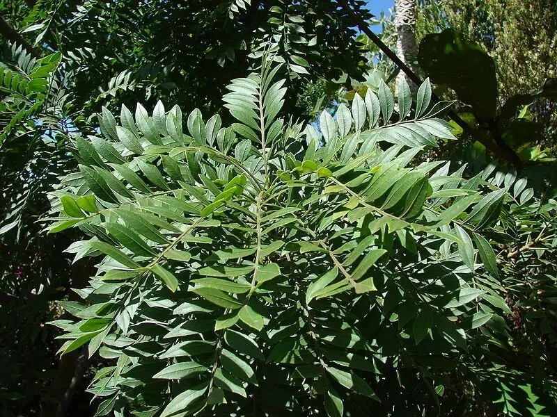 Gliricidia sepium - Quickstick - Image 3