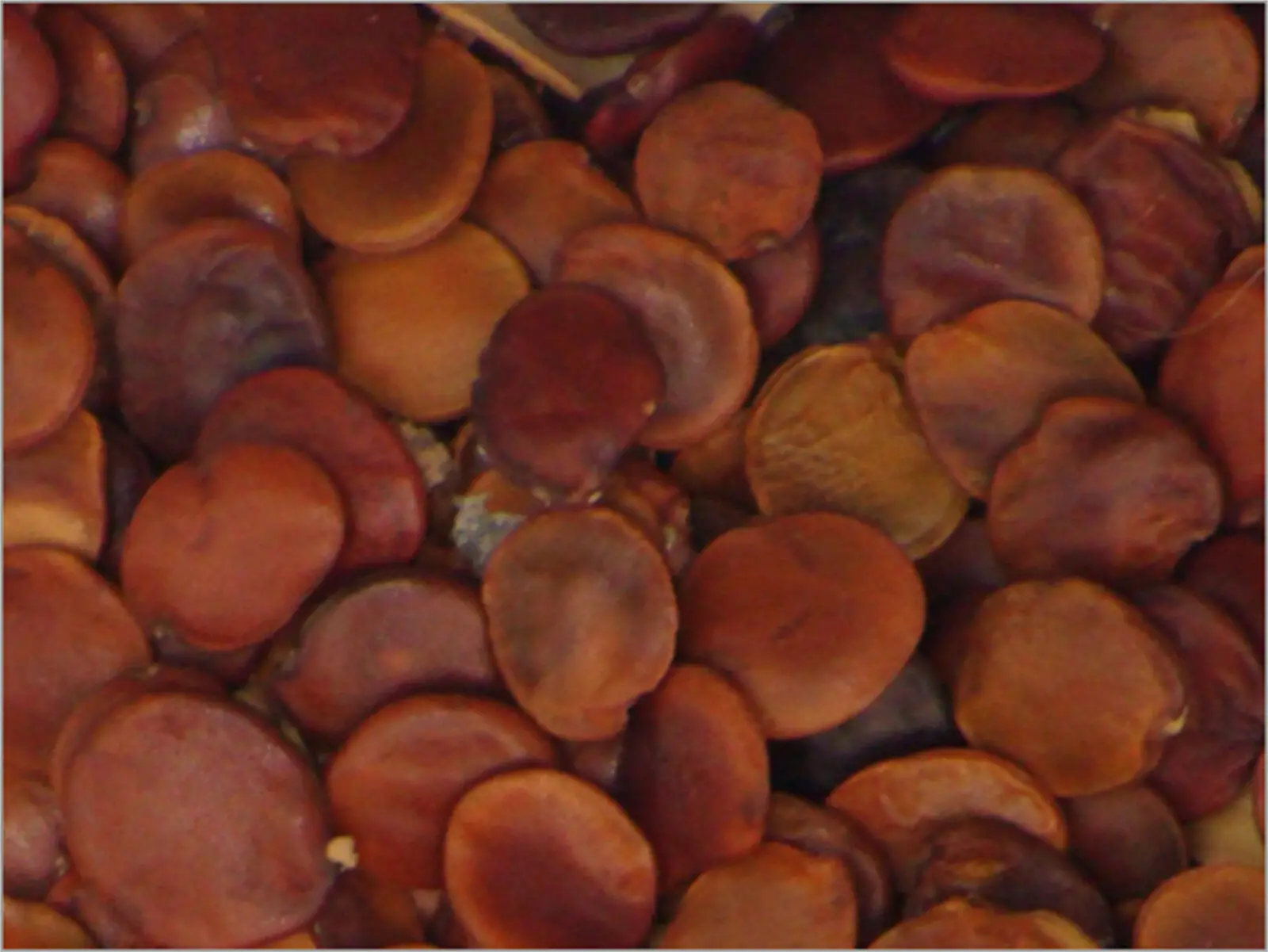 Gliricidia sepium - Quickstick - Image 5