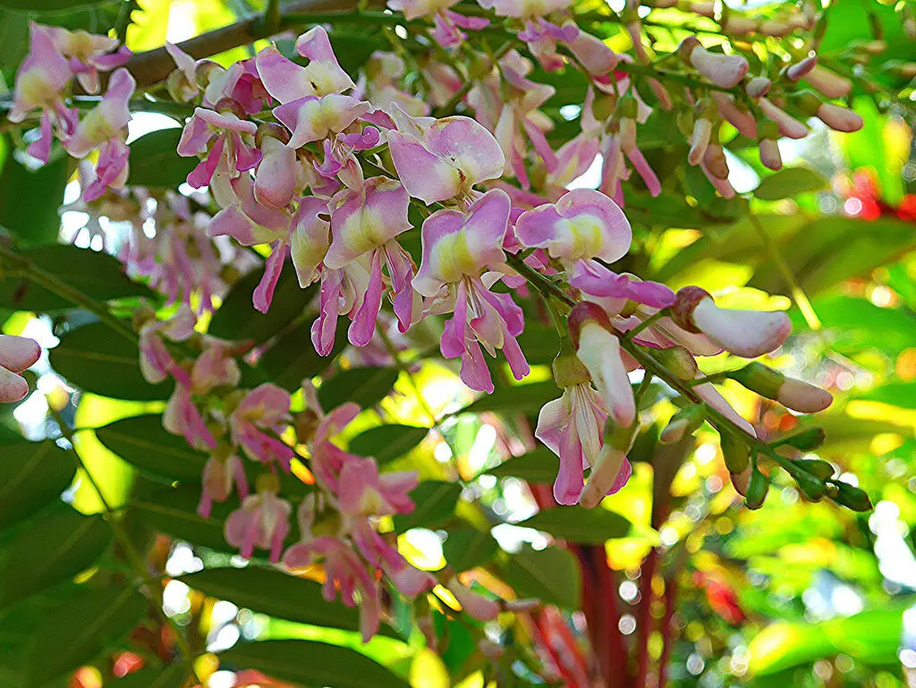 Gliricidia sepium - Quickstick - Image 6