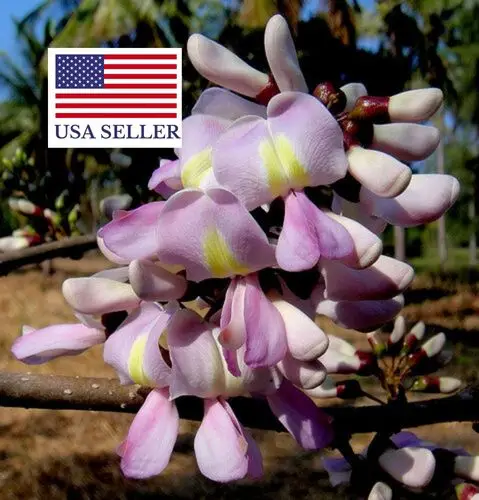 Gliricidia sepium - Quickstick - Image 11