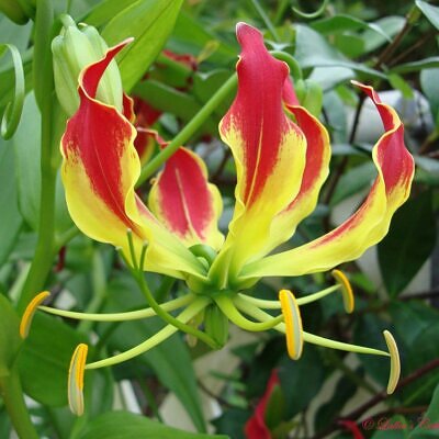 Gloriosa superba / Gloriosa lutea / Gloriosa rothschildiana - Flame lily, climbing lily, creeping lily, glory lily, gloriosa lily, tiger claw