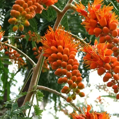 Colvillea racemosa - glorious tree, flower of paradise