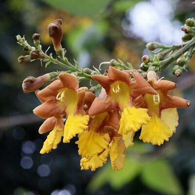 Gmelina arborea - Gamhar