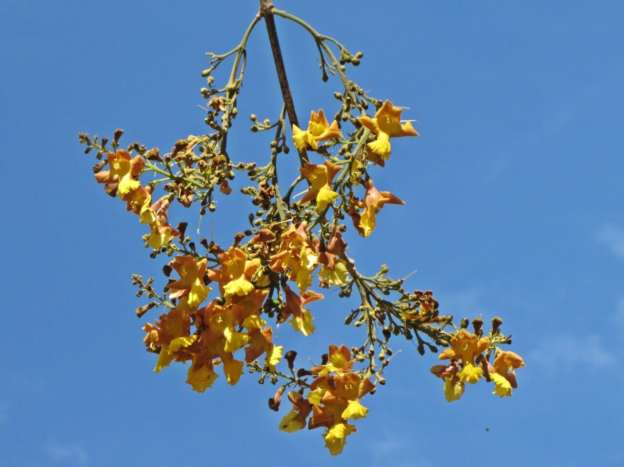 Gmelina arborea - Gamhar - Image 2