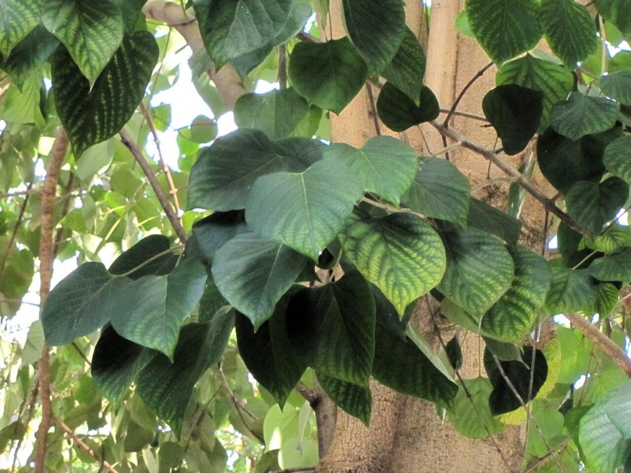 Gmelina arborea - Gamhar - Image 3