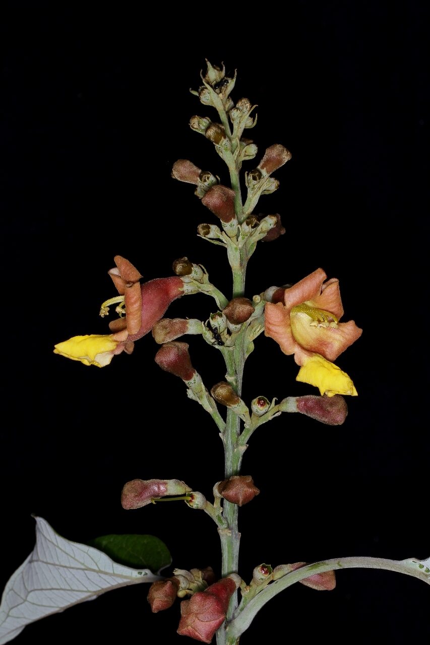 Gmelina arborea - Gamhar - Image 5