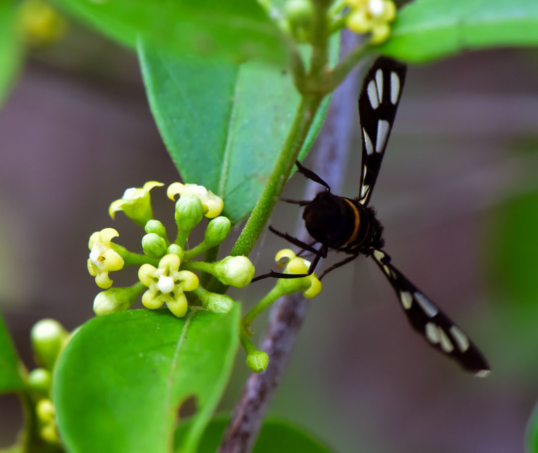 Gymnema sylvestre - Gurmar, Kletterrebe, Meshashringi, Gymnema, Australian Cowplant, Periploca of the Woods