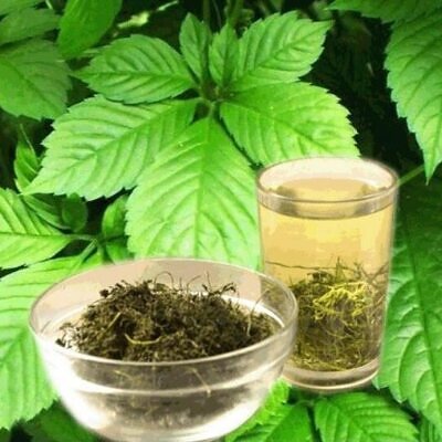 Gynostemma pentaphyllum / Vitis pentaphyllum - jiaogulan, sweet cipo, miracle herb, south ginseng, zuru ama