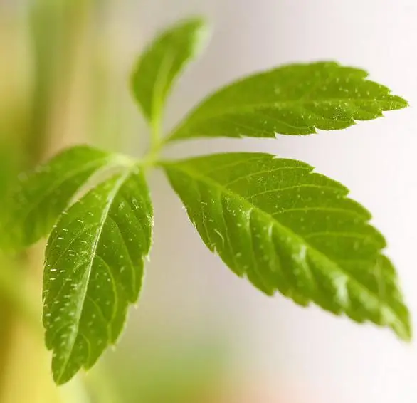 Gynostemma pentaphyllum / Vitis pentaphyllum - jiaogulan, sweet cipo, miracle herb, south ginseng, zuru ama - Image 3