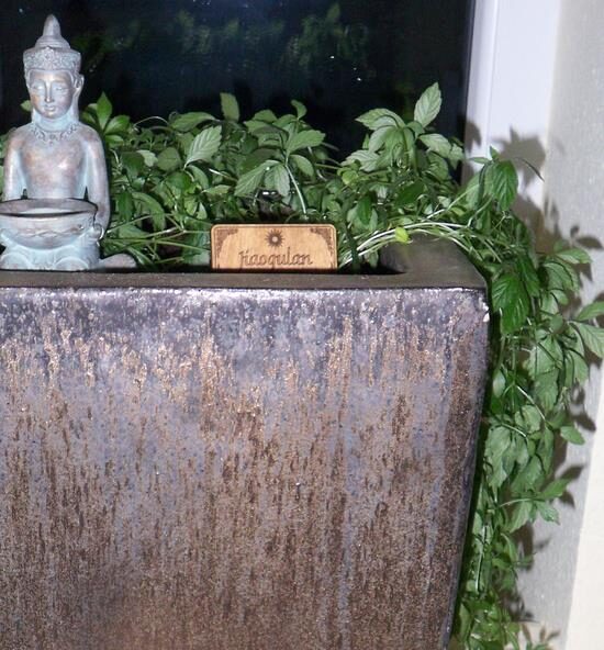 Gynostemma pentaphyllum / Vitis pentaphyllum - jiaogulan, sweet cipo, miracle herb, south ginseng, zuru ama - Image 4