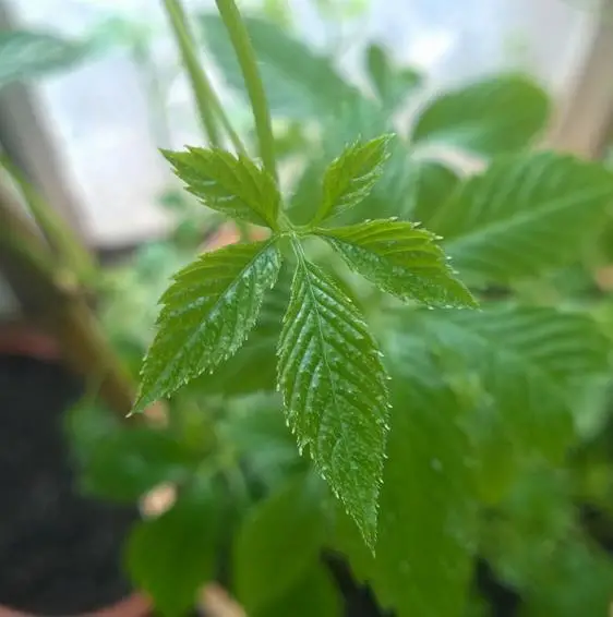 Gynostemma pentaphyllum / Vitis pentaphyllum - jiaogulan, sweet cipo, miracle herb, south ginseng, zuru ama - Image 5