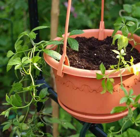 Gynostemma pentaphyllum / Vitis pentaphyllum - jiaogulan, sweet cipo, miracle herb, south ginseng, zuru ama - Image 6