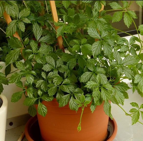 Gynostemma pentaphyllum / Vitis pentaphyllum - jiaogulan, sweet cipo, miracle herb, south ginseng, zuru ama - Image 7