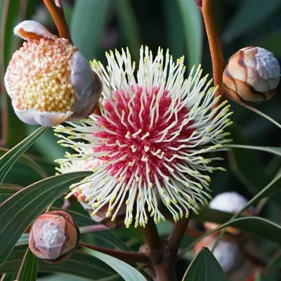 Hakea laurina - Pincushion Hakea, Kodjet, Emu Bush, Sea Urchin