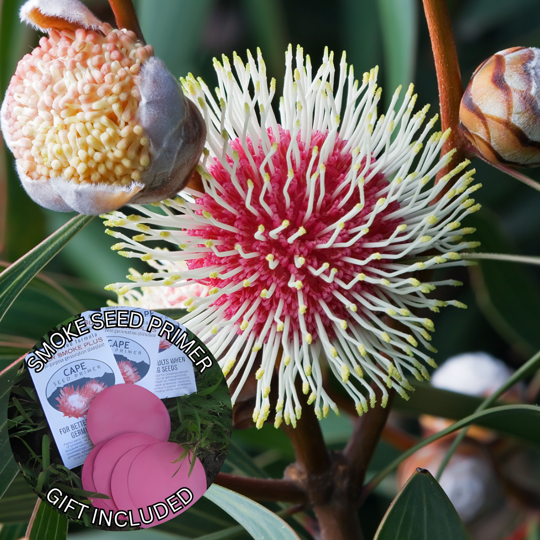 Hakea laurina (5 Seeds) + Smoke Seed Primer (01 Disc) - Pincushion Hakea, Kodjet, Emu Bush, Sea Urchin