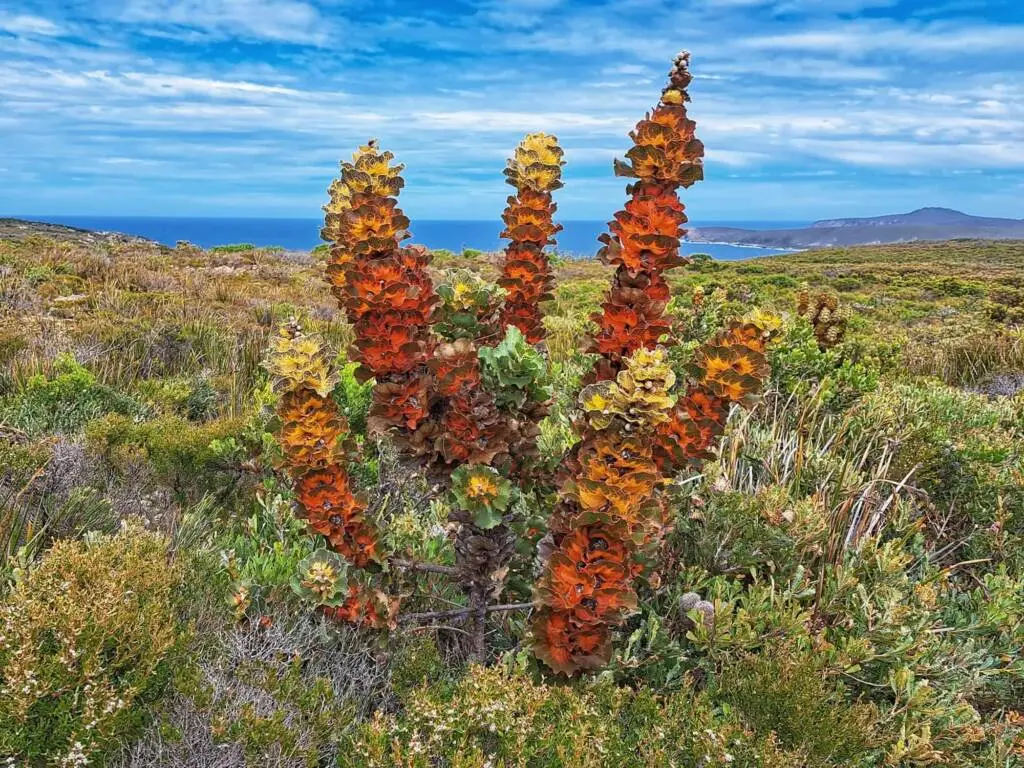 Hakea victoria - Royal Hakea, Lantern Hakea - Image 4