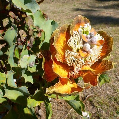 Hakea victoria - Royal Hakea, Lantern Hakea
