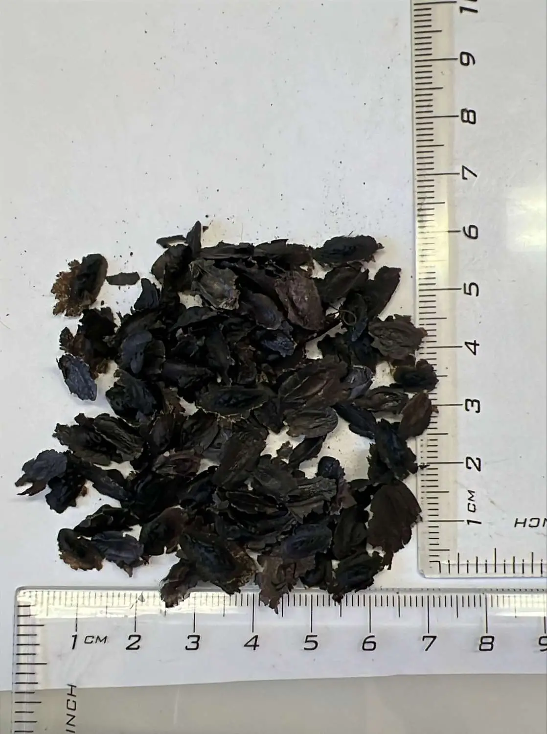 Hakea victoria - Royal Hakea, Lantern Hakea - Image 5