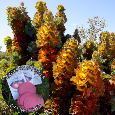 Hakea victoria (5 Seeds) + Smoke Seed Primer (01 Disc) - Royal Hakea, Lantern Hakea