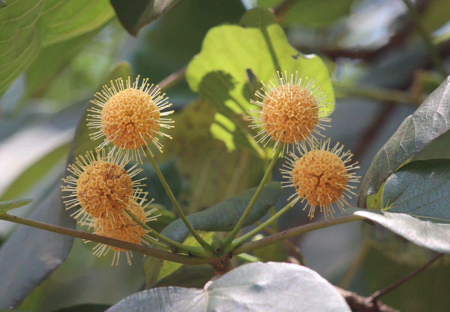 Haldina cordifolia - Kadamba, Haldina, Haldu Tree