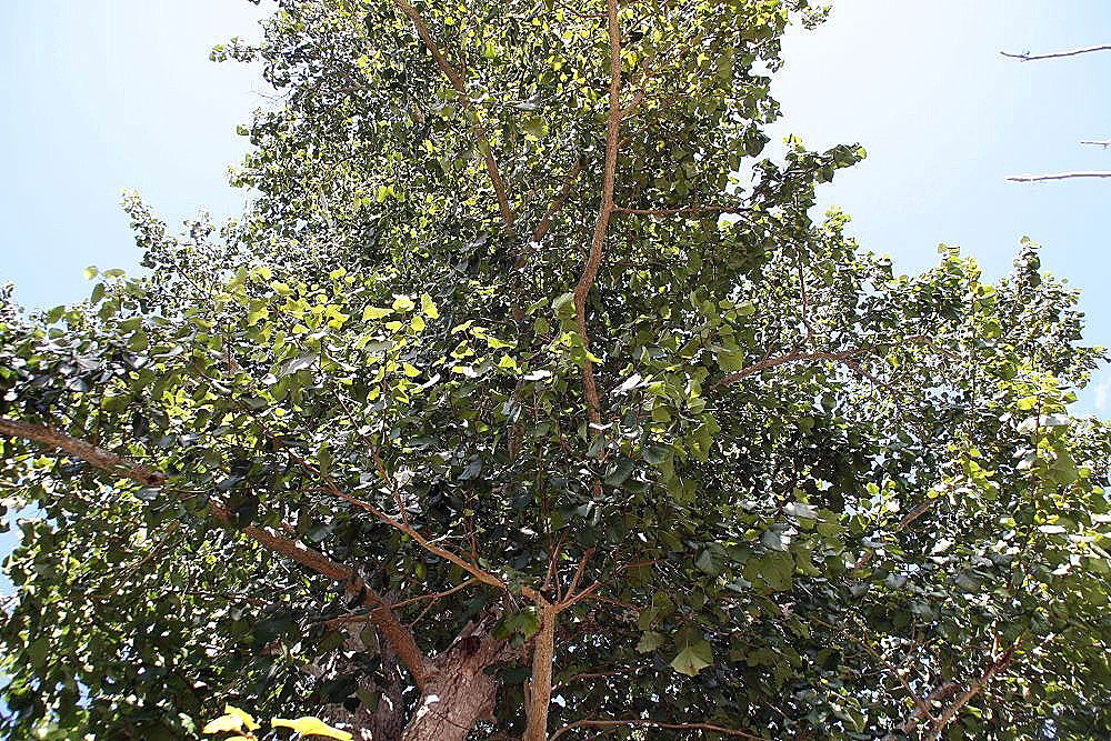 Haldina cordifolia - Kadamba, Haldina, Haldu Tree - Image 2