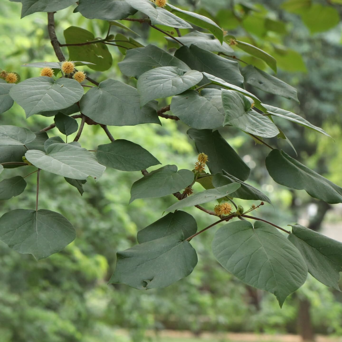 Haldina cordifolia - Kadamba, Haldina, Haldu Tree - Image 5