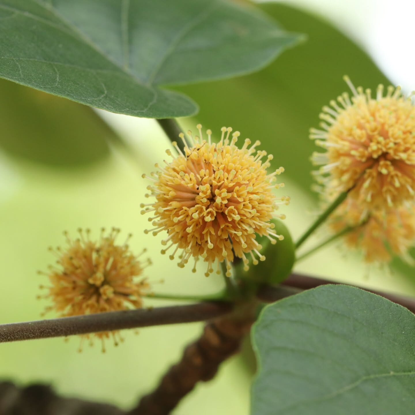 Haldina cordifolia - Kadamba, Haldina, Haldu Tree - Image 8