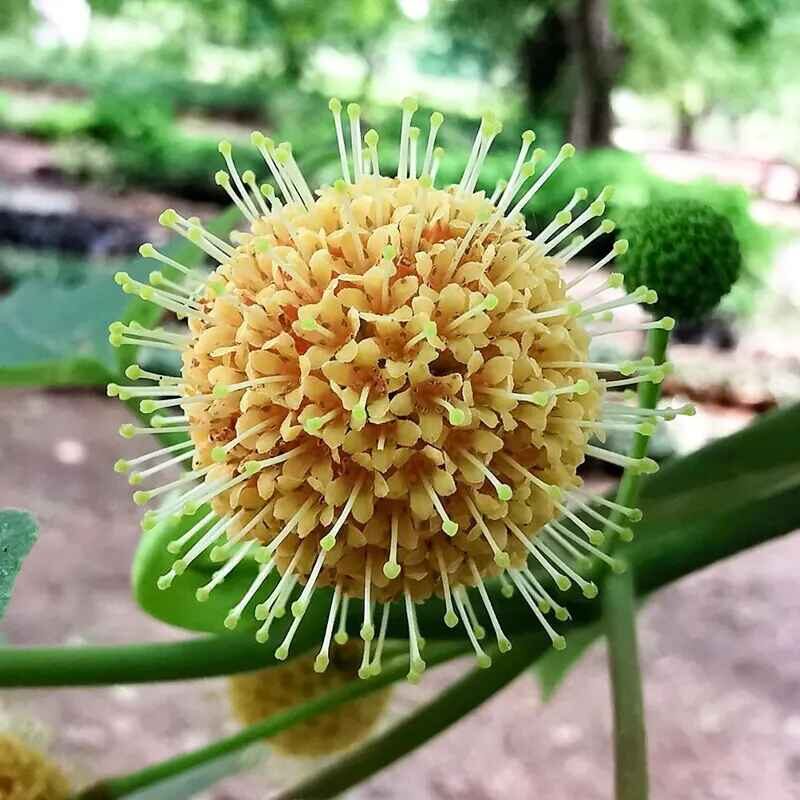 Haldina cordifolia - Kadamba, Haldina, Haldu Tree - Image 10