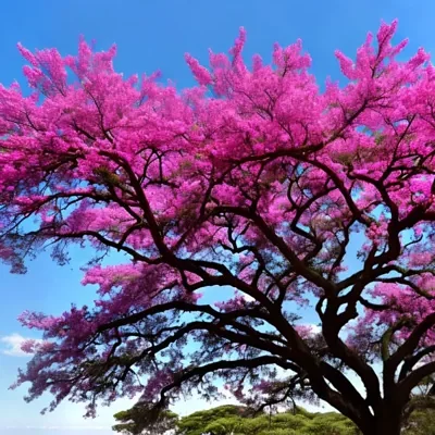 Handroanthus impetiginosus - Pink Trumpet Tree, ipê-roxo