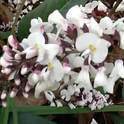 Hardenbergia violacea 'Alba' - White Coral Pea, False Sarsaparilla Tree, Salsaparilha, Alba Vine, Lilás Vine